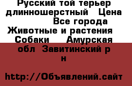 Русский той-терьер длинношерстный › Цена ­ 7 000 - Все города Животные и растения » Собаки   . Амурская обл.,Завитинский р-н